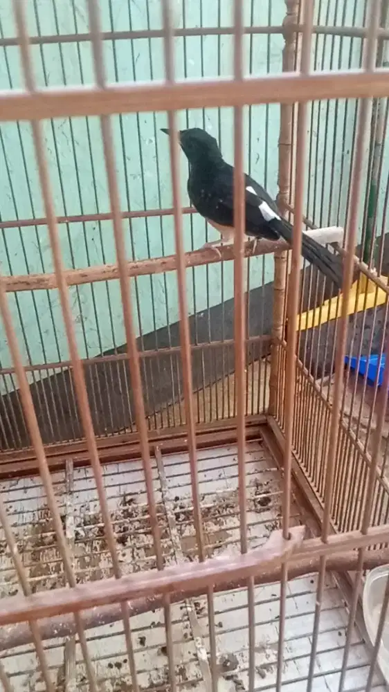 Trtolan Jahat mulus jantan garasi harag aman