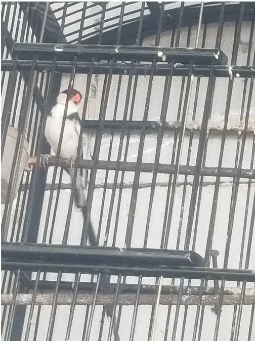 Burung Paradise Wadidae