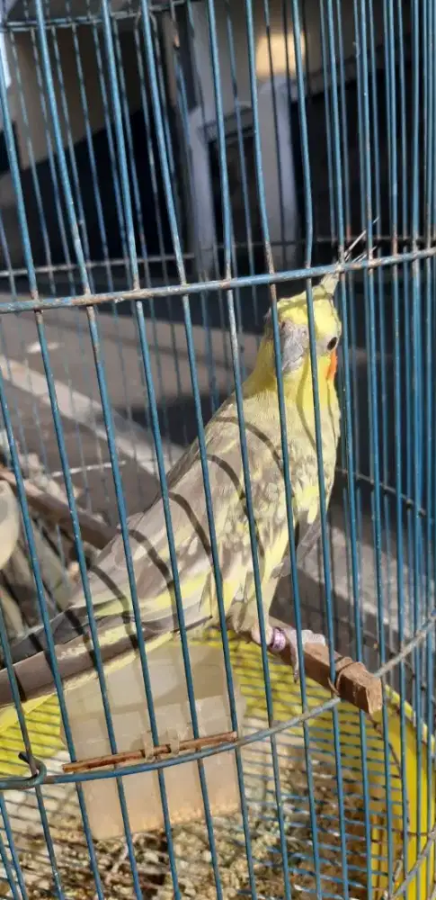 Burung falk australia dan lovebird