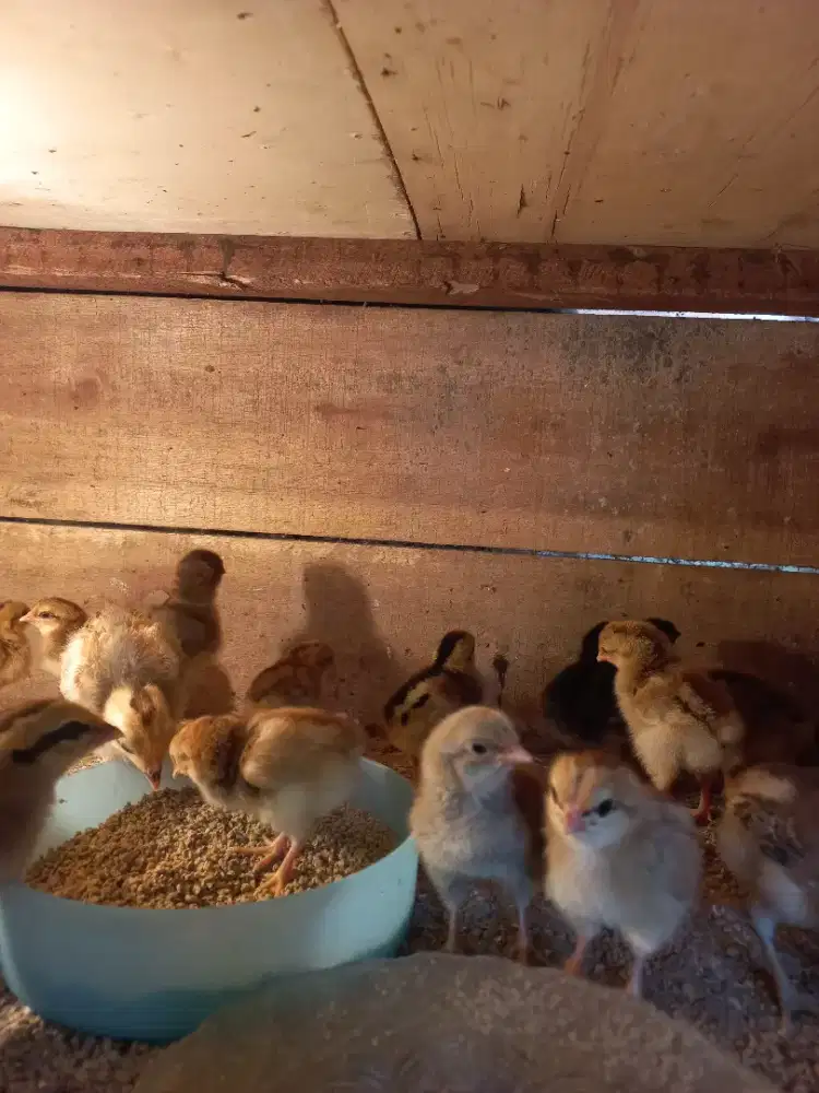 Ayam kampung petelur