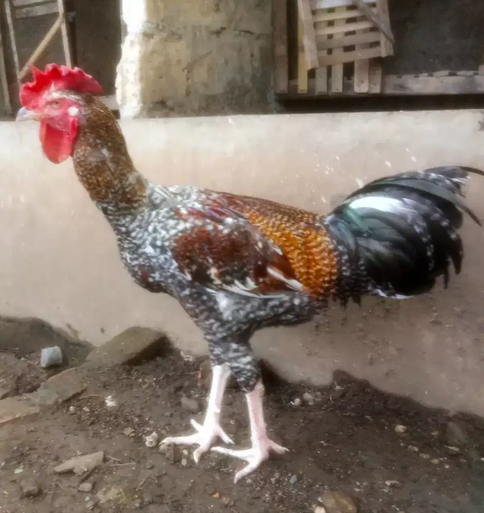 AYAM PELUNG JANTAN