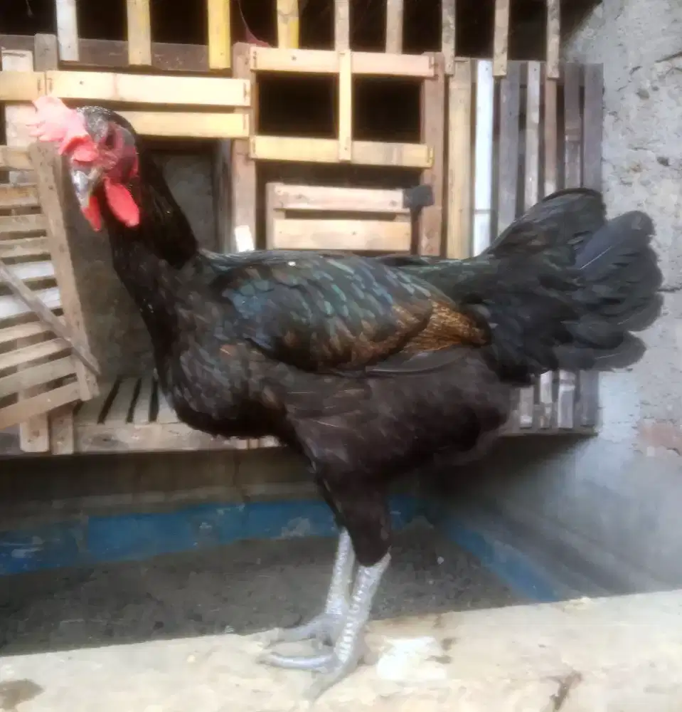 BETINA AYAM PELUNG JUMBO