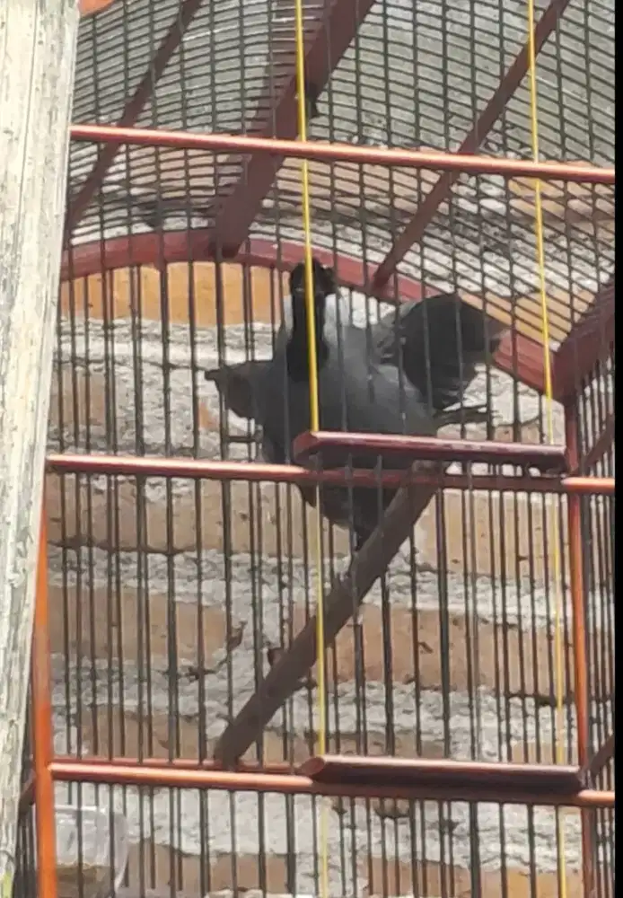 Poksai hongkong jantan pipi putih gacor buka sayap ekor Istimewa