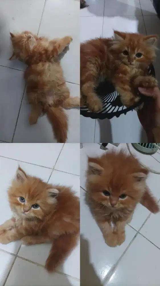 persia flatnose jantan