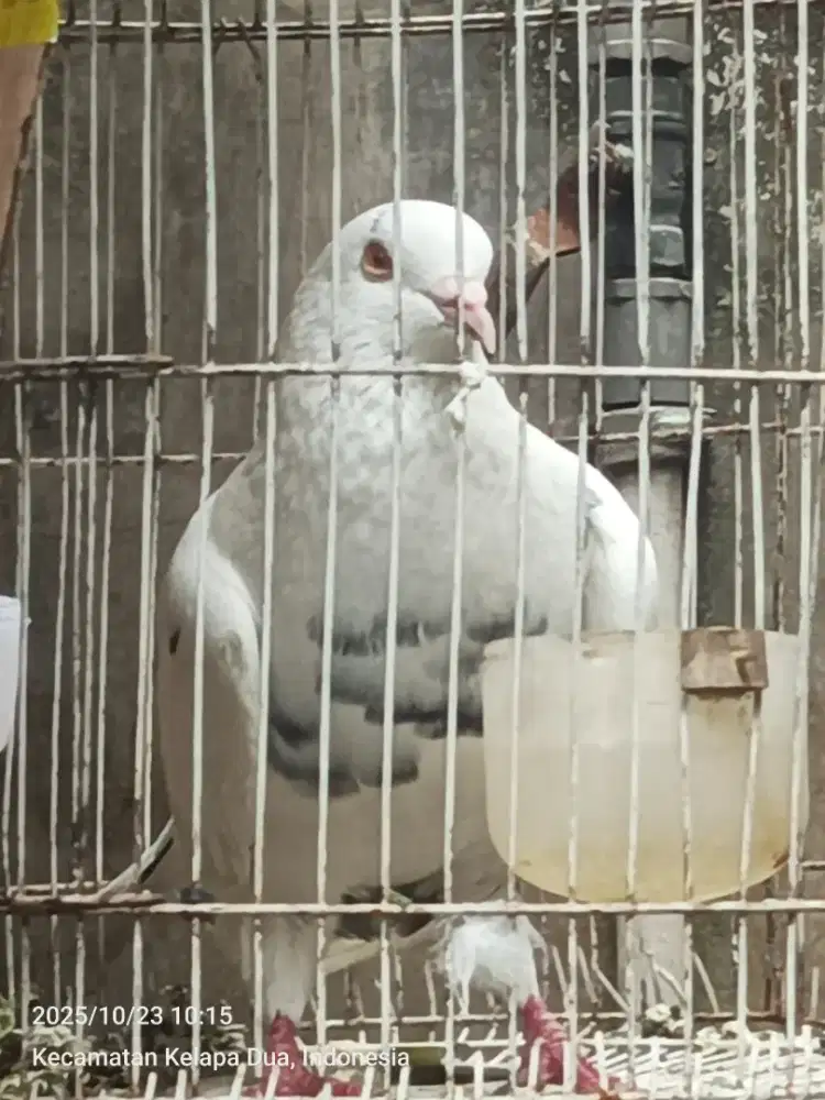 Burung merpati jantan