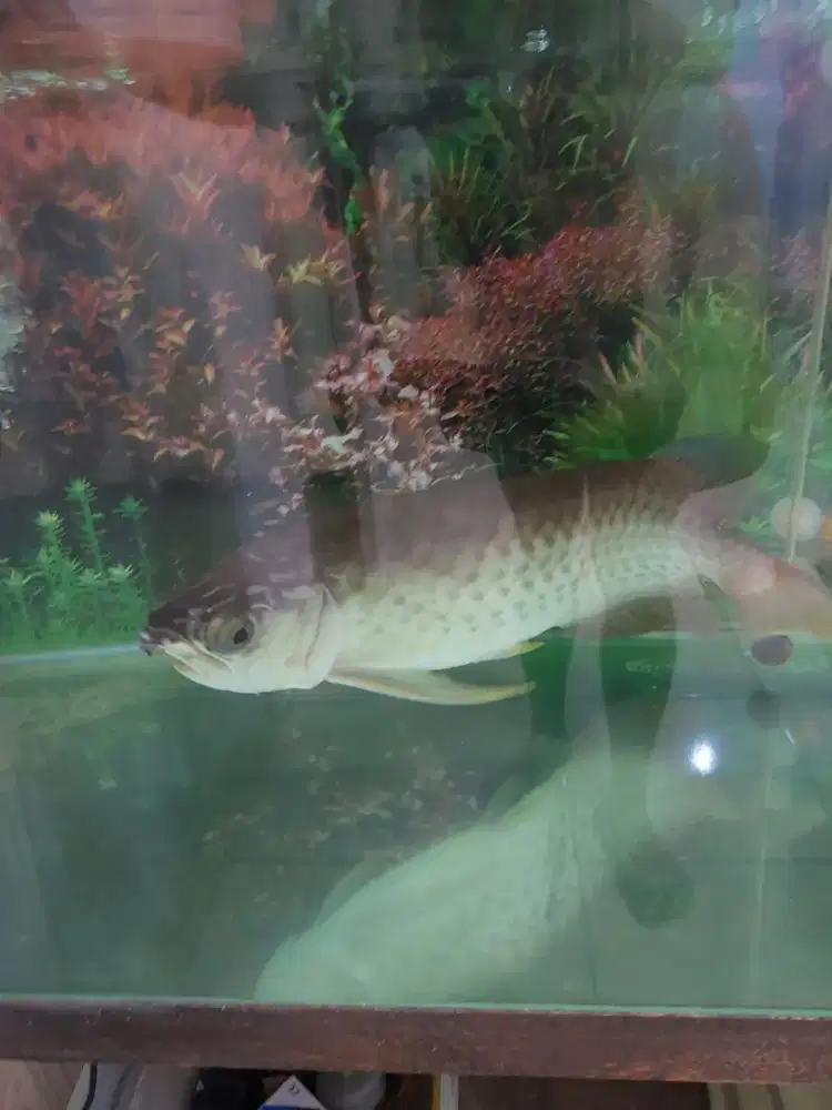 Ikan arwarna green pino