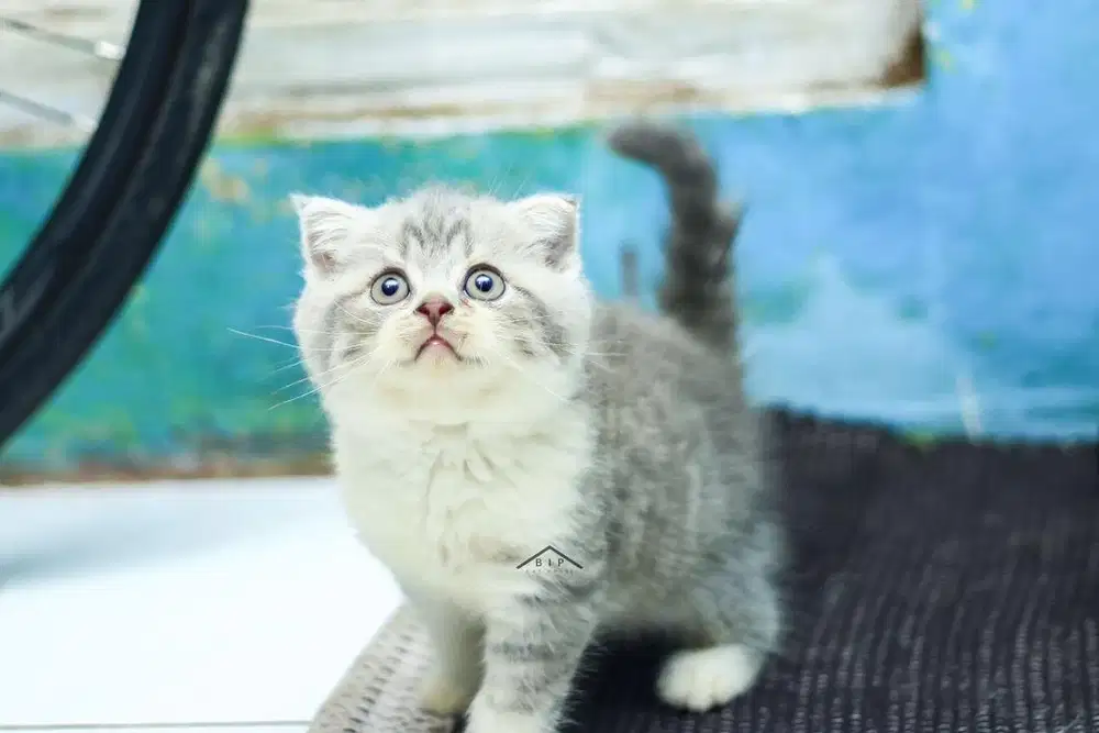 Kucing bsh scottish fold ada 3 ekor