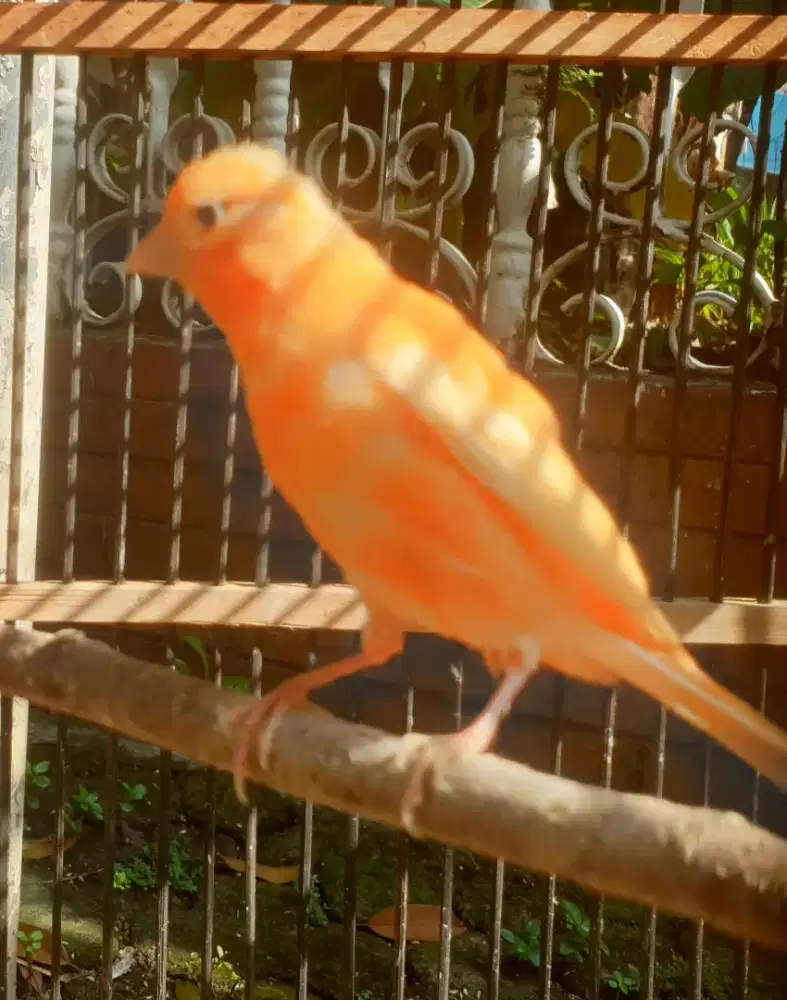 Anak kenari merlok jantan yg paling merahnya