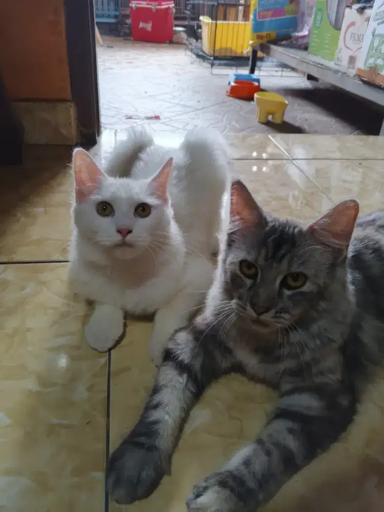 Kucing Persia mix maencoon