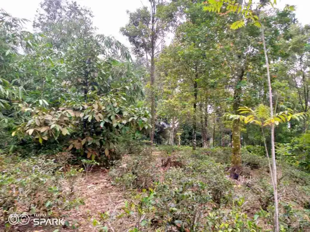 tanah darat kebun manggis/cengkih