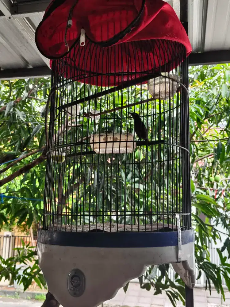 Burung kolibri ninja /konin