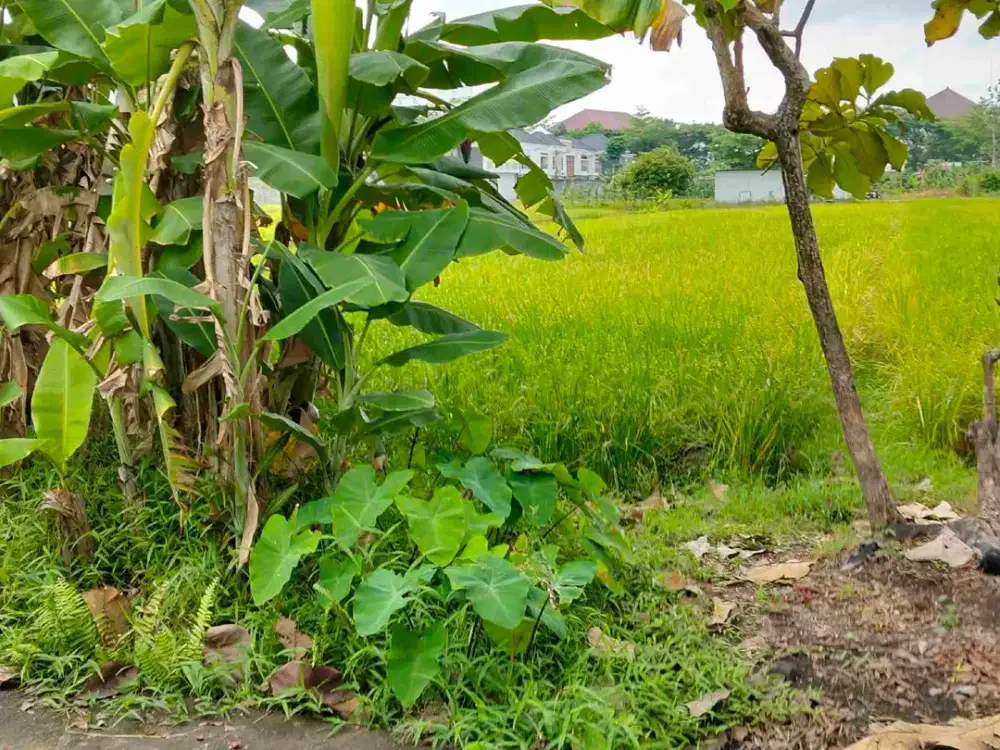 Di Jual Cepat Murah Tanah di Barat Kampus UMY