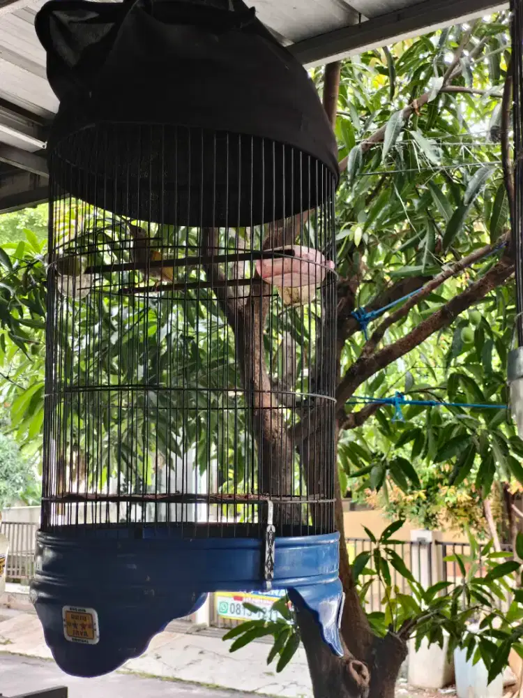 Burung kolibri pijantung gunung