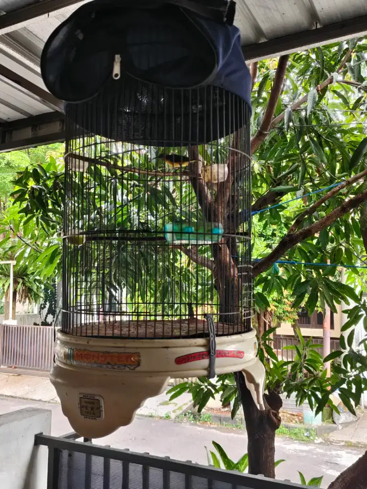 Burung kolibri sogun