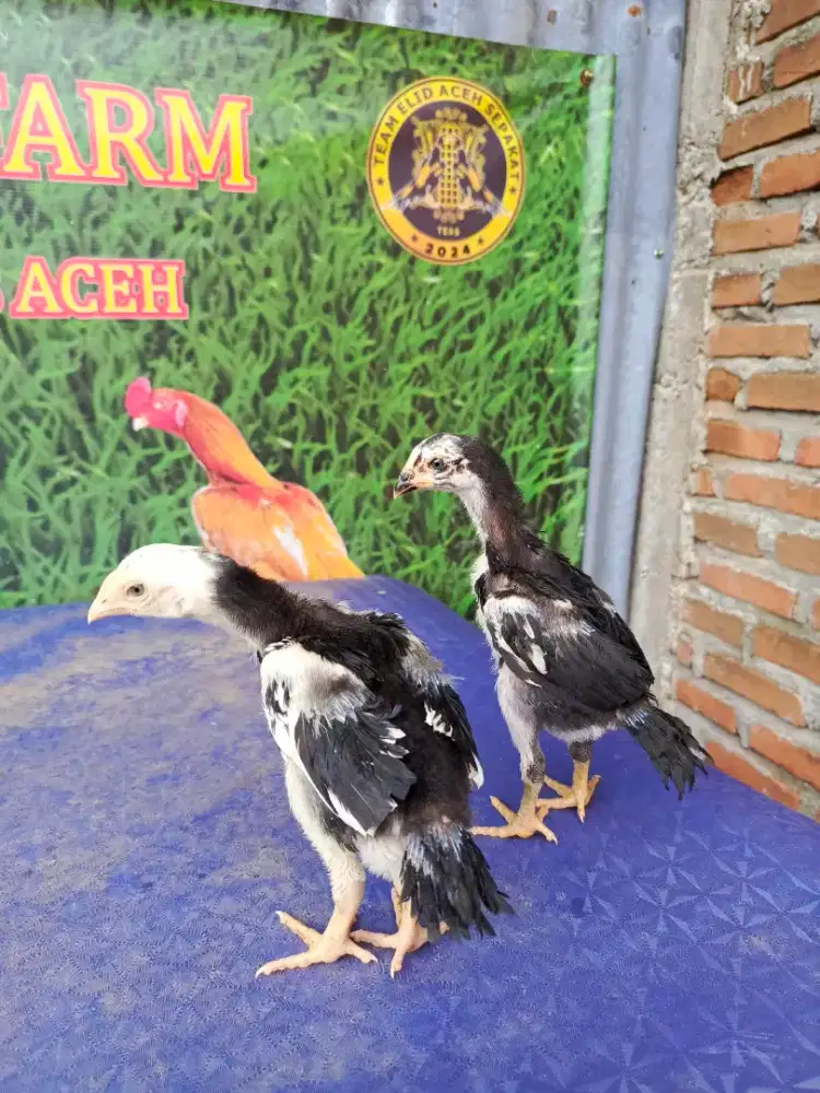 Ayam ekor lidi ori