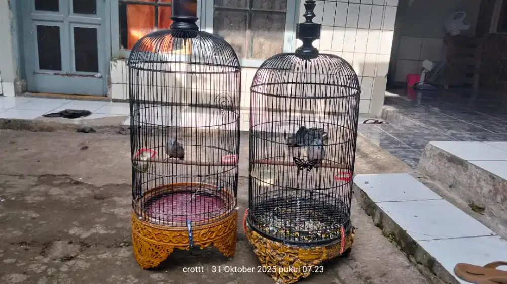 Kandang burung ukir 2pcs