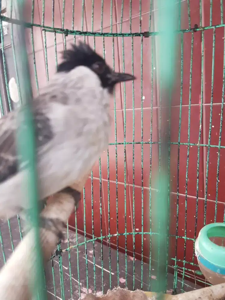 kutilang jambil jinak rajin bunyi