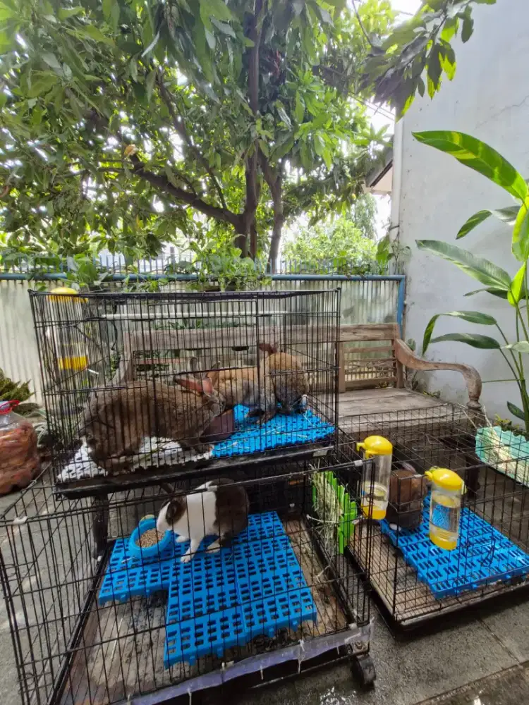 Dijual anakan kelinci + indukan