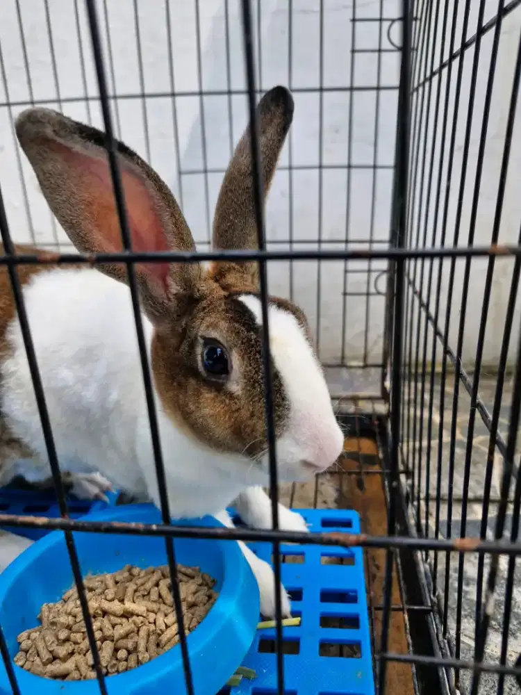 Dijual 4 anak kelinci + 2 indukan + 3 kandang