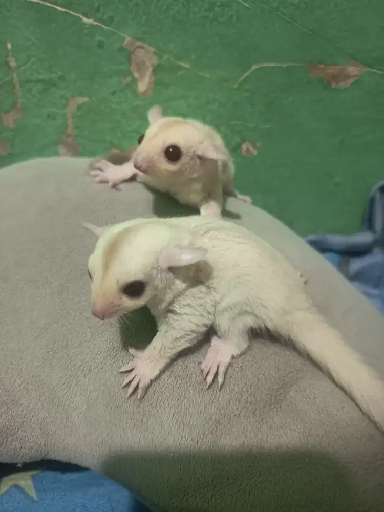 Sugar glider cremino betina