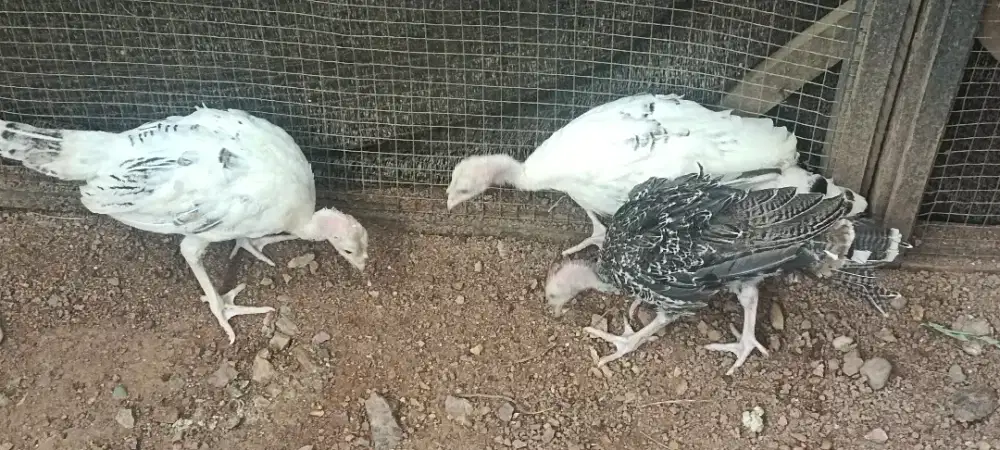 3 ekor Kalkun Betina Remaja