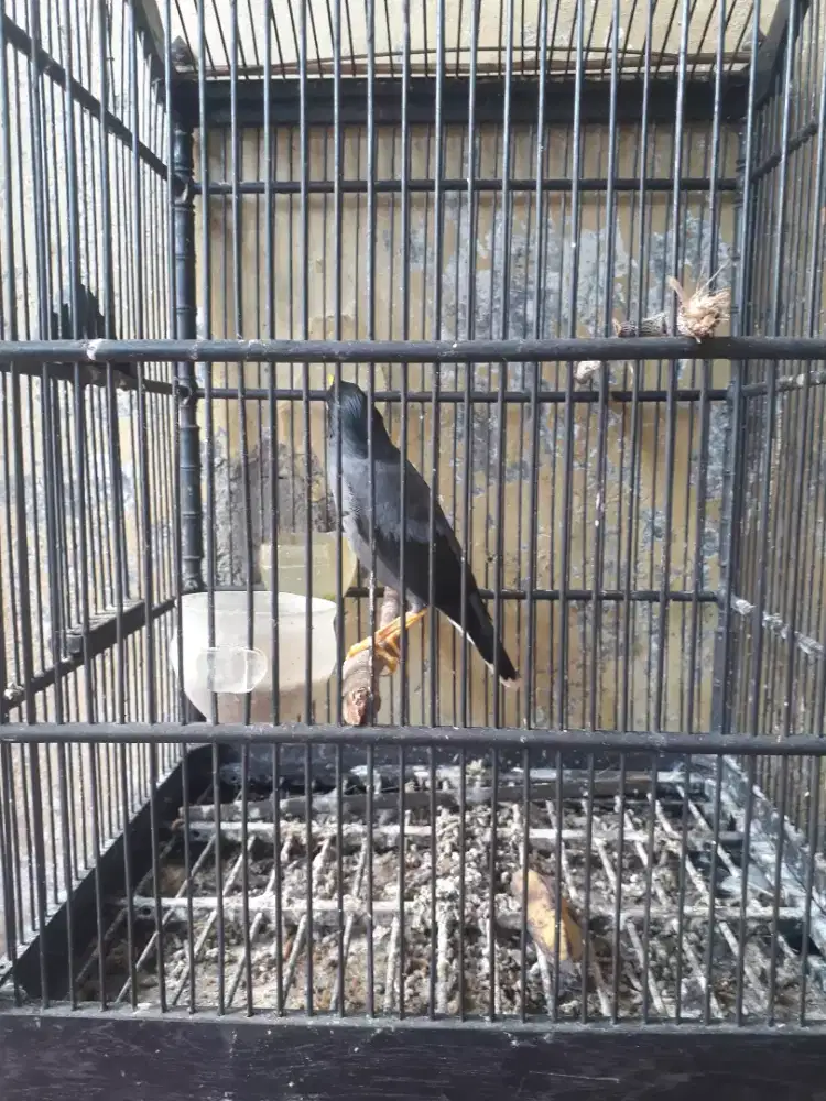 Jual Burung Jalak