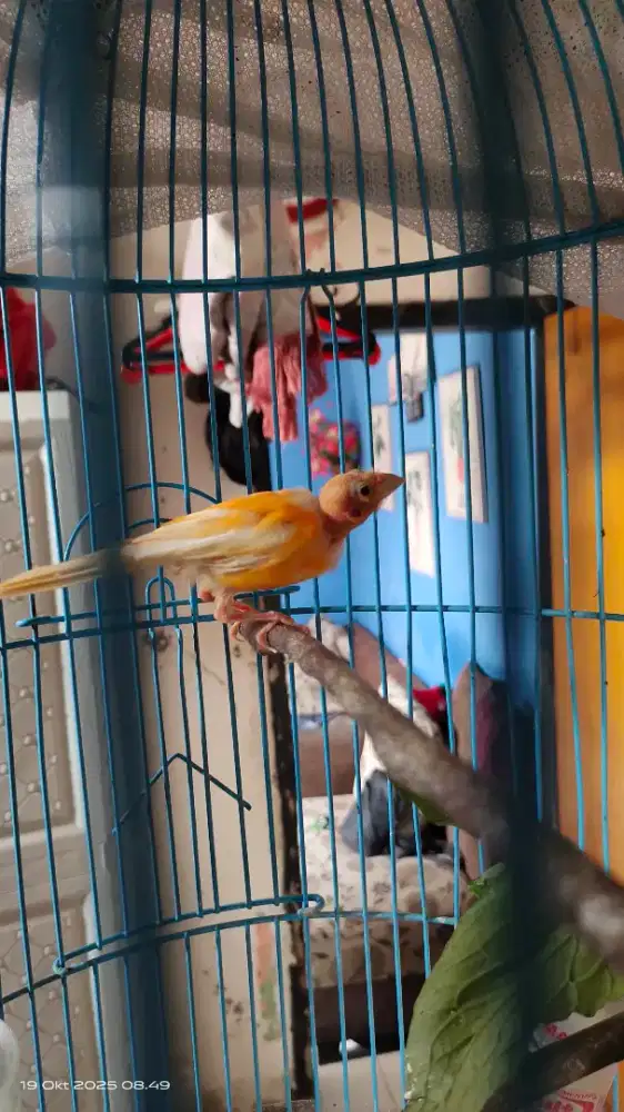 Kenari merlok betina dewasa