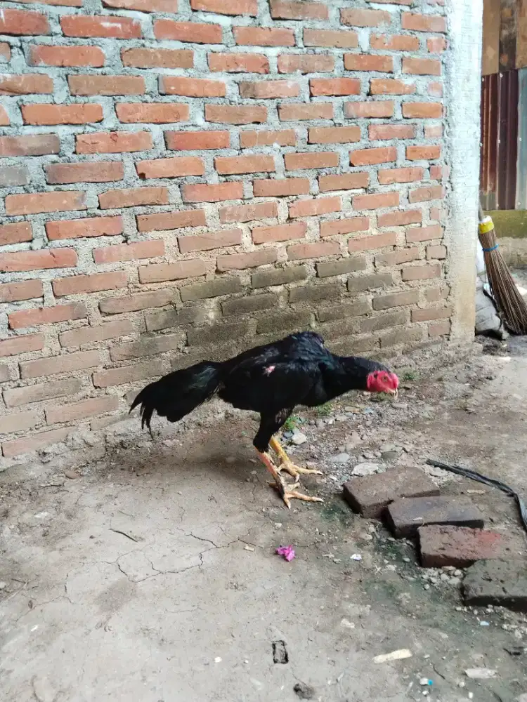 Ayam Pakoy solo drumband