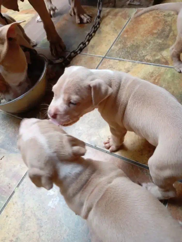 Puppies 100% pitbull big size
