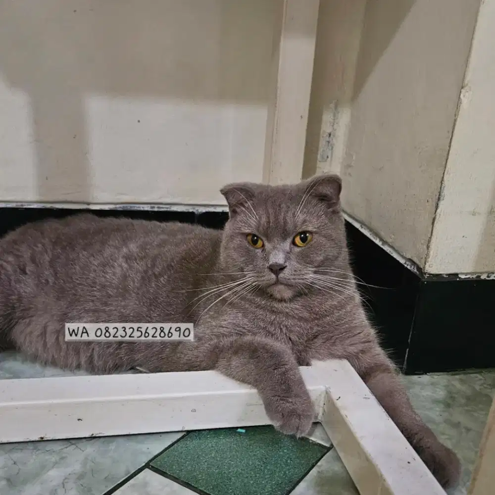 Scottish Fold lilac betina proven