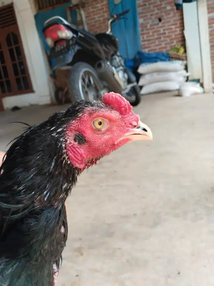 Ayam Pakoi solo drumband