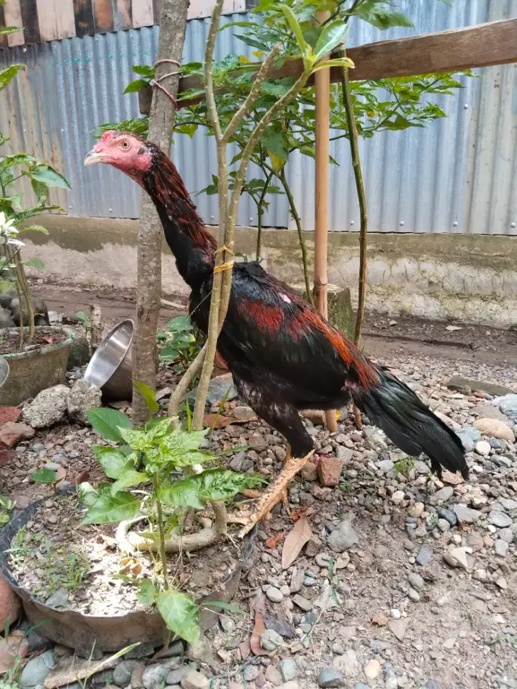 Ayam Pakoi solo drumband