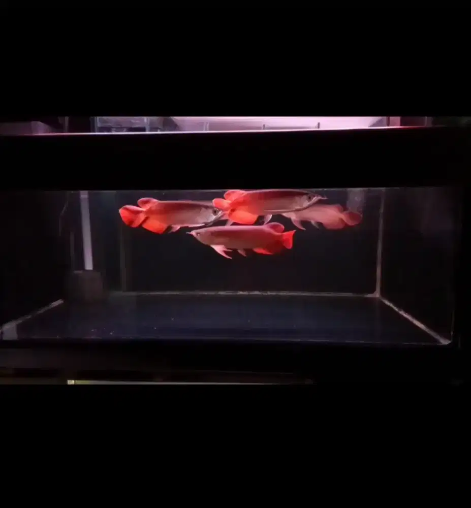 Arwana Super red 23-24cm Asli kalimantan