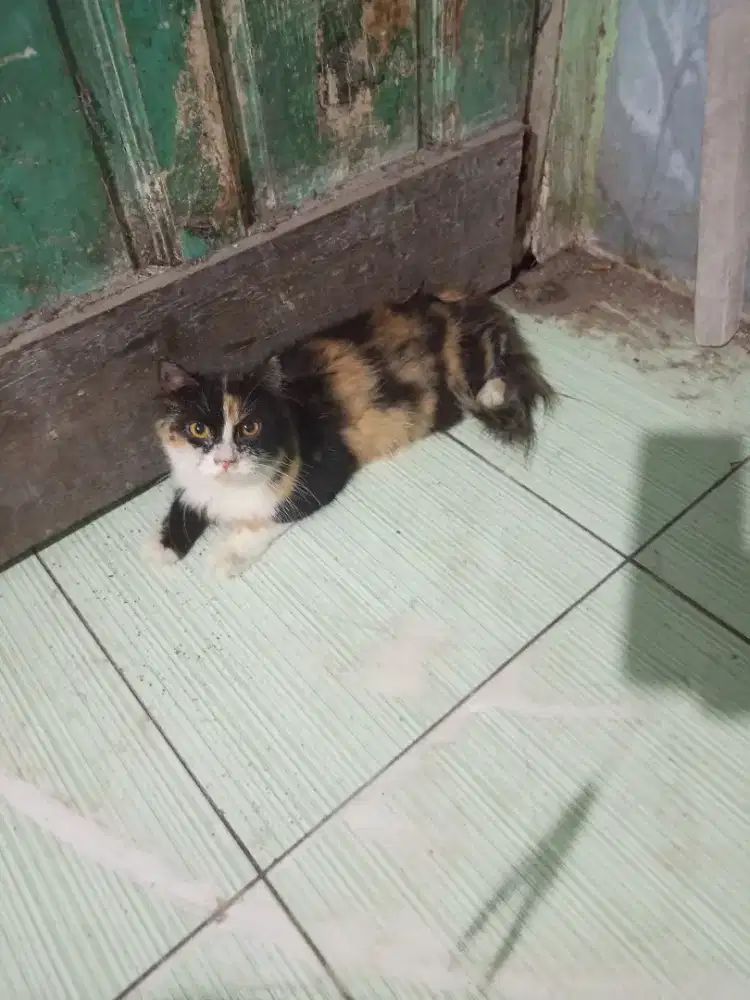 Kucing betina Calico birahi