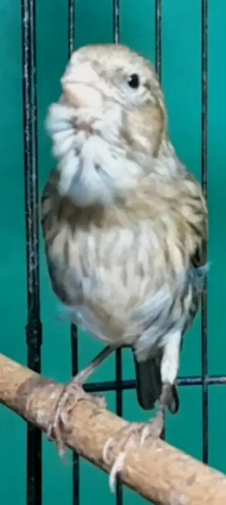 BURUNG KENARI GACOR RASA CIBLEK NGEBREN MANTEP