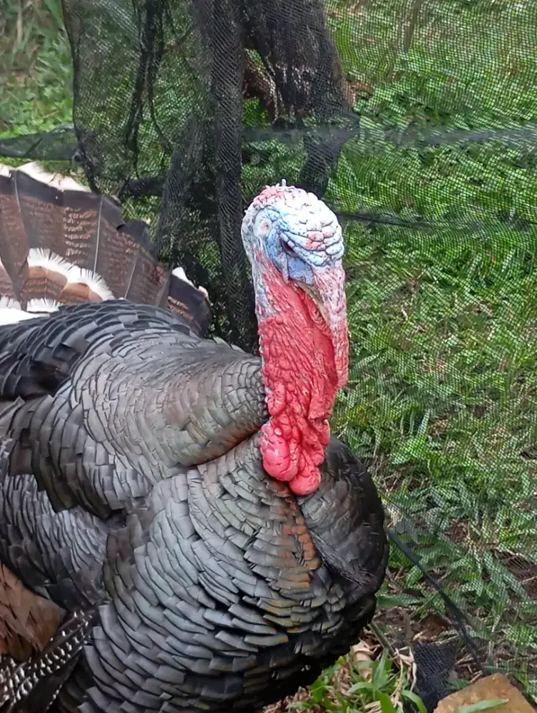 1ekor kalkun jantan indukan