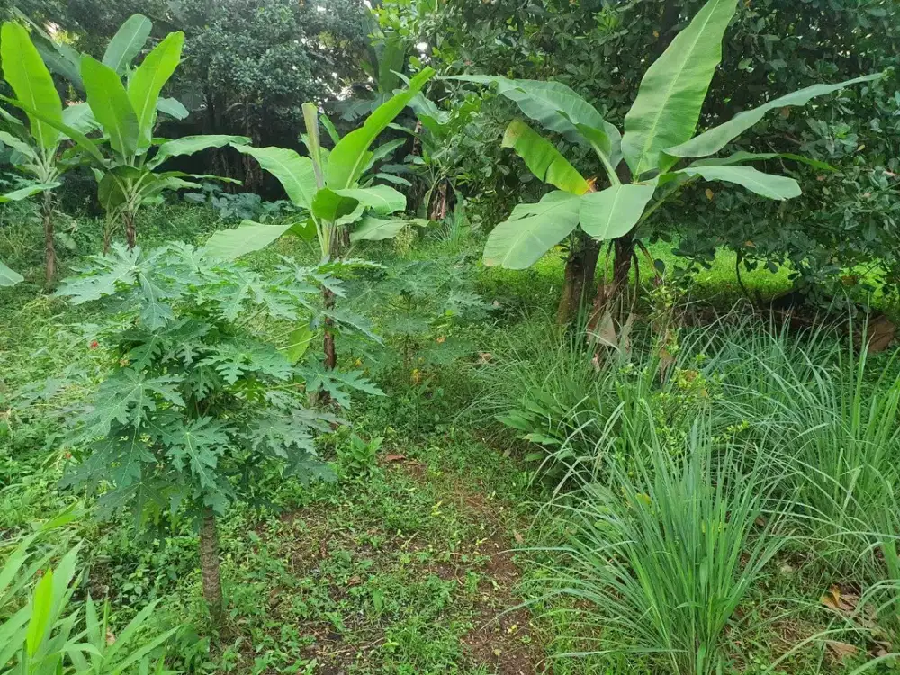 Tanah Kebun Asri Lt 294 m2 SHM strategis Pdk Benda/ Parakan - pamulang