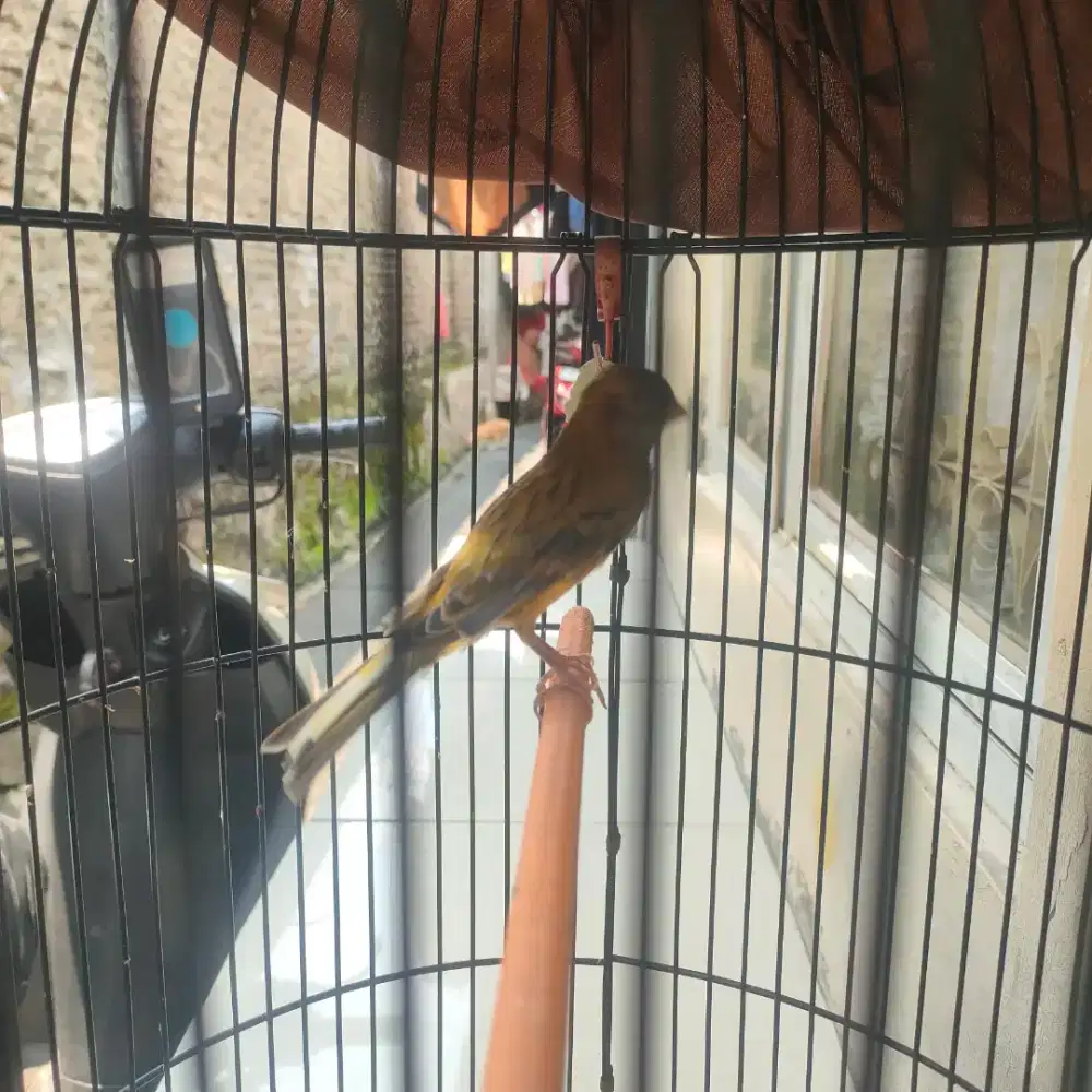 Lok per bodi slim panjang