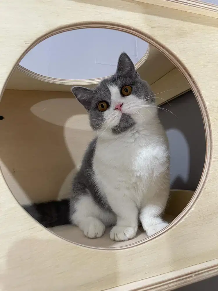 Bsh munchkin betina 6 bulan