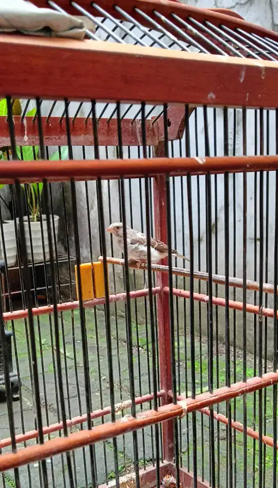 Sanger Pejantan Dewasa Burja