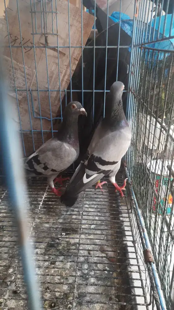 burung merpati pos jadul siap antar