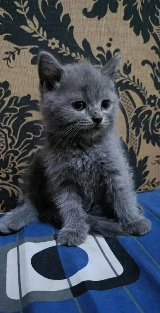 Kitten british bsh