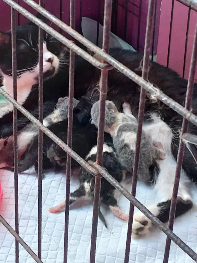 Open Adopt Kitten BSH Pure Parents WCF