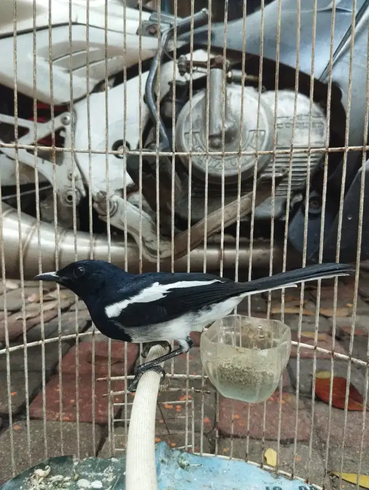 Kacerr lepas pastoll