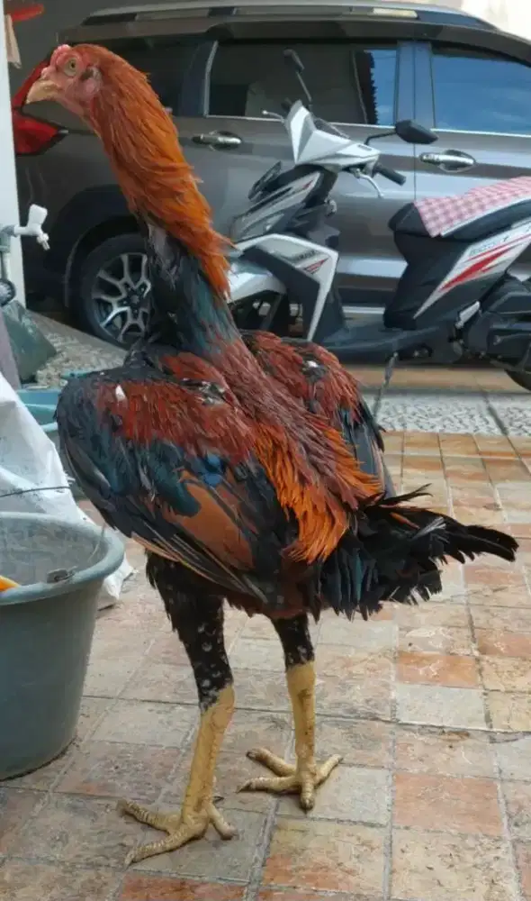 Ayam Bangkok Shamo Cross (silangan)