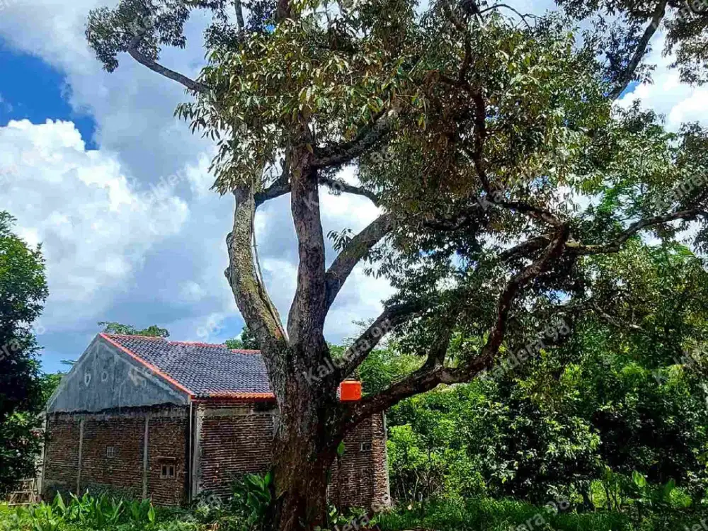 Kavling SHM Dekat Fatimah Zahra Gunungpati Bonus Pohon Durian Besar Buah Banyak Lokasi Di tengah Pemukiman