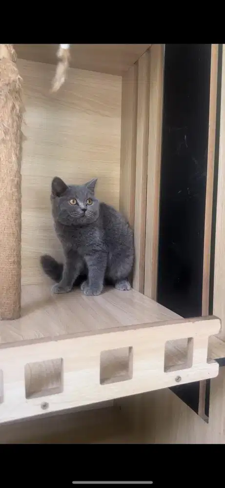 BSH BLUE SOLID JANTAN