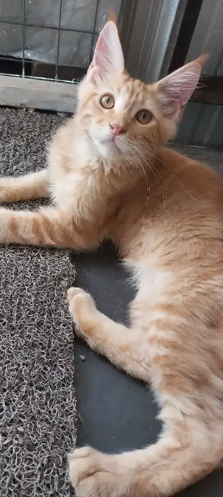 Kitten maincoon pure