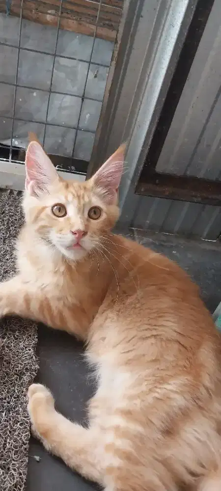 Kitten maincoon pure