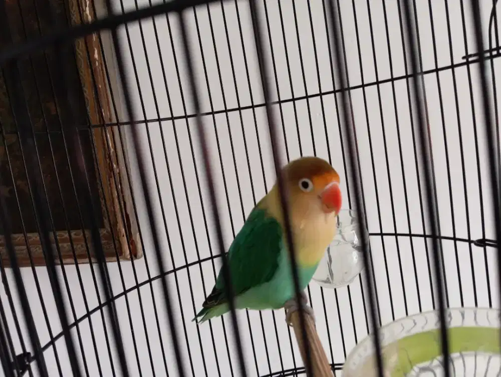 Di jual burung Lovebird PB murah meriah . NEGO